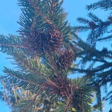 Attēlu rezultāti vaicājumam “Sacchiphantes abietis”