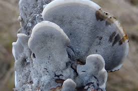 Attēlu rezultāti vaicājumam “Bjerkandera adusta”