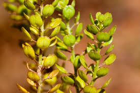Attēlu rezultāti vaicājumam “Lepidium densiflorum flower”