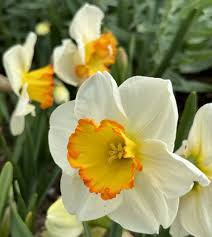 Attēlu rezultāti vaicājumam “Narcissus flower”