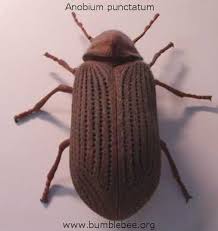 Attēlu rezultāti vaicājumam “Anobiidae”