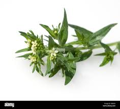 Attēlu rezultāti vaicājumam “Lithospermum officinale”