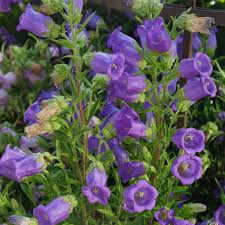 Image result for Marienglockenblumen