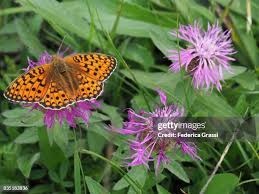 Attēlu rezultāti vaicājumam “Clossiana selene underside”