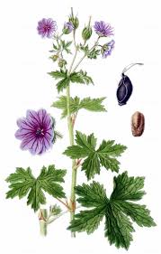 Attēlu rezultāti vaicājumam “Geranium bohemicum”