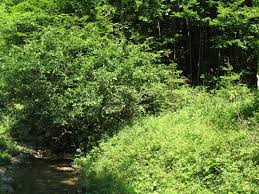 Attēlu rezultāti vaicājumam “Nycteola degenerana”