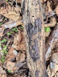 Attēlu rezultāti vaicājumam “Hypoxylon vogesiacum”