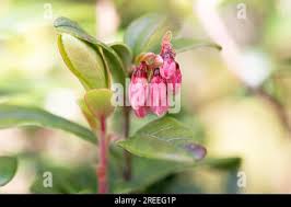 Attēlu rezultāti vaicājumam “Vaccinium vitis-idaea bud”