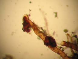 Attēlu rezultāti vaicājumam “Dicranella staphylina macro”