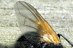 Attēlu rezultāti vaicājumam “Mesembrina meridiana”