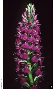 Attēlu rezultāti vaicājumam “Dactylorhiza maculata leaf”