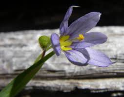 Attēlu rezultāti vaicājumam “Sisyrinchium montanum fruit”