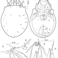 Attēlu rezultāti vaicājumam “Belbodamaeus sp.”
