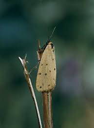 Attēlu rezultāti vaicājumam “Setina irrorella”