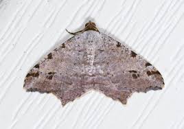 Attēlu rezultāti vaicājumam “Macaria alternata”