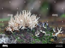 Attēlu rezultāti vaicājumam “Lentaria”