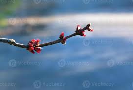 Attēlu rezultāti vaicājumam “Acer saccharinum flower”