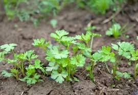 Image result for Petersilie