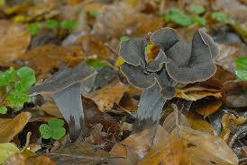 Attēlu rezultāti vaicājumam “Pseudocraterellus”