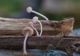 Attēlu rezultāti vaicājumam “Mycena belliarum”