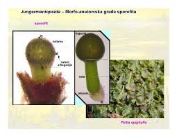 Attēlu rezultāti vaicājumam “Marchantiopsida”