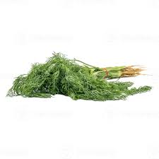 Attēlu rezultāti vaicājumam “Anethum graveolens leaf”