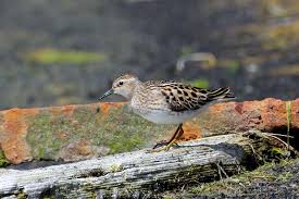 Image result for Calidris subminuta