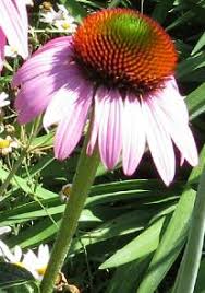 Image result for Echinacea Lustre hybrids