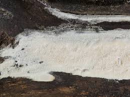 Attēlu rezultāti vaicājumam “Antrodia pulvinascens”