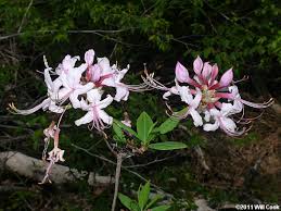 Attēlu rezultāti vaicājumam “Rhododendron periclymenoides flower”