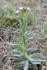 Attēlu rezultāti vaicājumam “Arabis glabra”
