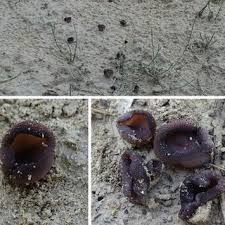 Attēlu rezultāti vaicājumam “Rimbachia neckerae”