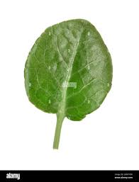 Attēlu rezultāti vaicājumam “Pyrola rotundifolia leaf”