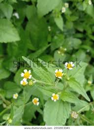Attēlu rezultāti vaicājumam “Galinsoga quadriradiata leaf”