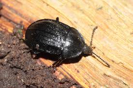 Attēlu rezultāti vaicājumam “Silpha obscura larva”