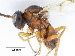 Attēlu rezultāti vaicājumam “Cynipidae”