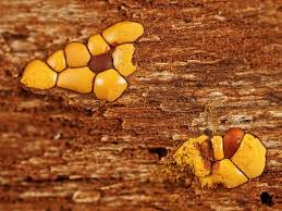 Attēlu rezultāti vaicājumam “Perichaena depressa”