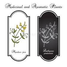 Attēlu rezultāti vaicājumam “Lathyrus pratensis fruit”