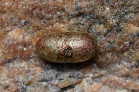 Attēlu rezultāti vaicājumam “Diprionidae”