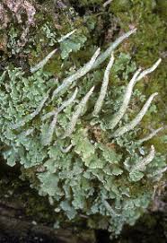 Attēlu rezultāti vaicājumam “Cladonia ochrochlora”