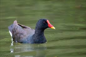 Attēlu rezultāti vaicājumam “Gallinula chloropus”