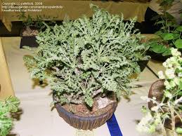 Image result for Chrysanthemum ptarmiciflorum