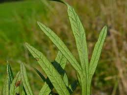 Attēlu rezultāti vaicājumam “Cnidium dubium”