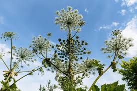 Attēlu rezultāti vaicājumam “Heracleum sosnowskyi”