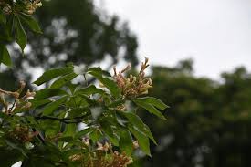 Attēlu rezultāti vaicājumam “Aesculus x hybrida leaf”