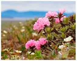 Attēlu rezultāti vaicājumam “Rhododendron sichotense flower”