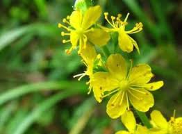 Attēlu rezultāti vaicājumam “Agrimonia eupatoria flower”