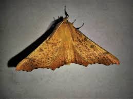 Attēlu rezultāti vaicājumam “Ennomos autumnaria male”