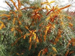 Attēlu rezultāti vaicājumam “Hippophae rhamnoides female flower”