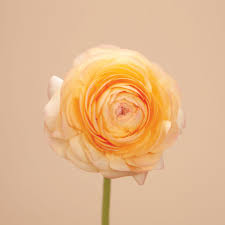 Attēlu rezultāti vaicājumam “Ranunculus mendax flower”